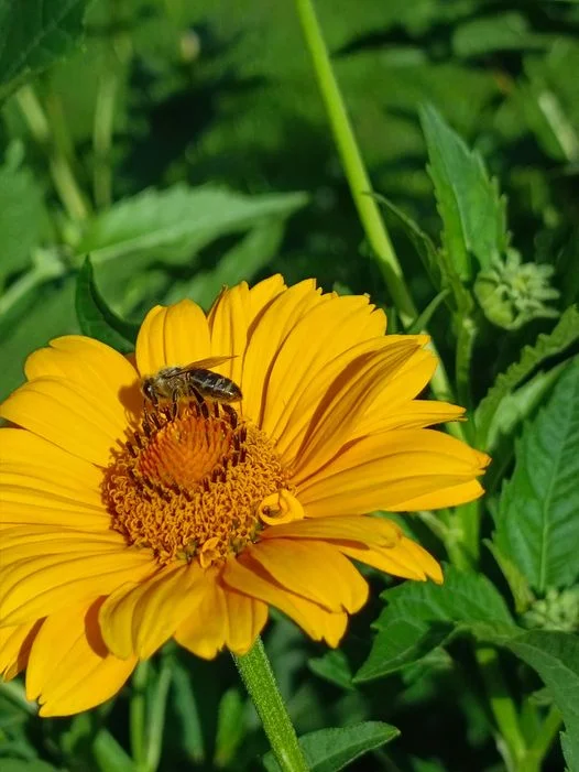 Bitė, širšė ar vapsva Jums kelia baimę, nes buvo alergija?